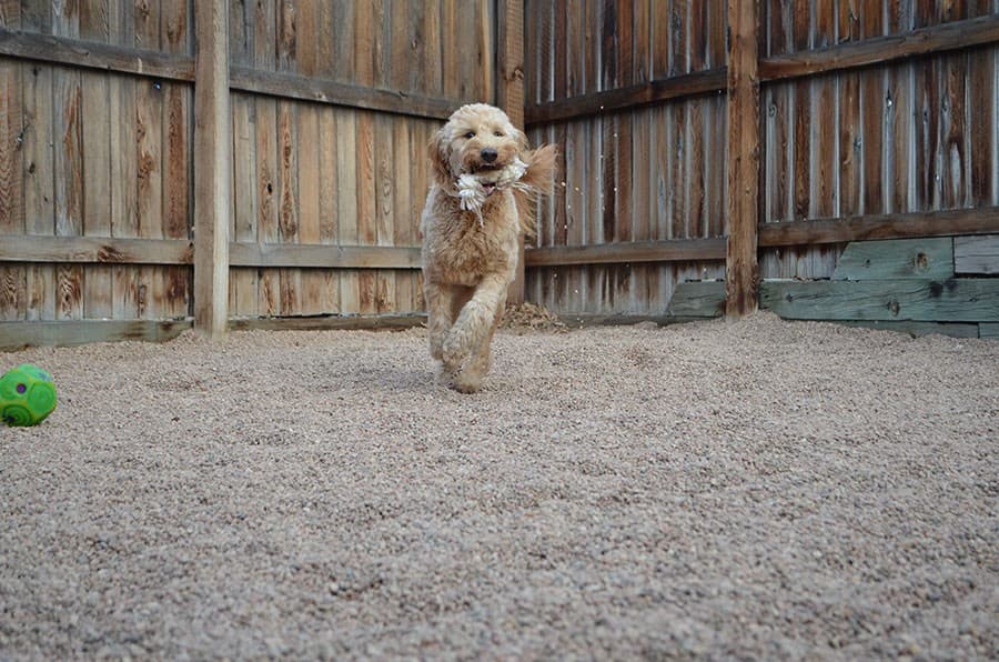 A golden doodle running across the gravel play yard with a rope toy, a board fence behind