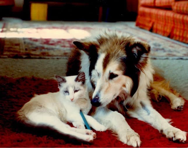Princess and Lago, a rough collie and a cream-colored kitten, together on a red rug